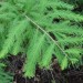 Bald Cypress